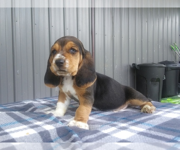 Medium Photo #27 Basset Hound Puppy For Sale in PETERSBURG, IN, USA
