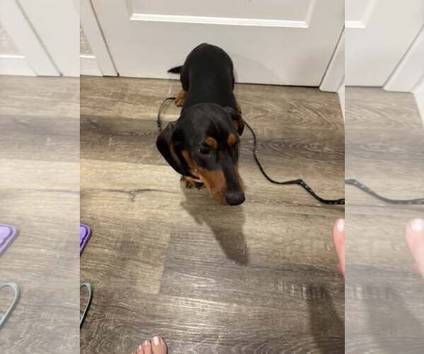 Medium Photo #3 Dachshund Puppy For Sale in Sioux Falls, SD, USA