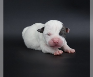 American Bully Puppy for sale in CHAMPAIGN, IL, USA