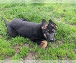 Small Photo #6 German Shepherd Dog Puppy For Sale in OAK GROVE, OR, USA