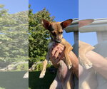 Small #1 Chihuahua Mix