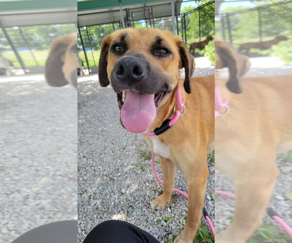 Medium Photo #1 Rhodesian Ridgeback-Unknown Mix Puppy For Sale in Bolivar, MO, USA