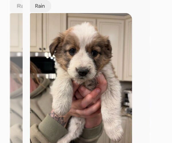 Medium Photo #1 Mutt Puppy For Sale in Holly Springs, NC, USA