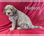 Small Photo #3 Bernedoodle Puppy For Sale in CANON CITY, CO, USA