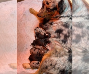 Australian Shepherd Puppy for sale in SAINT MATTHEWS, SC, USA