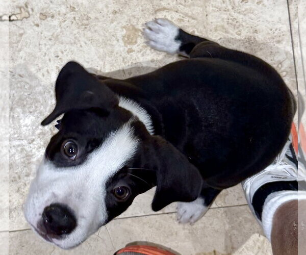 Medium Photo #3 Labrador Retriever Puppy For Sale in Boca Raton, FL, USA