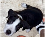 Small #2 Labrador Retriever