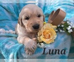 Puppy Luna Golden Retriever