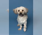 Small #2 Shih Tzu Mix
