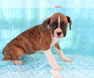 Boxer Puppy for sale in SHILOH, OH, USA