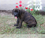 Small Photo #21 Cane Corso Puppy For Sale in ETNA GREEN, IN, USA