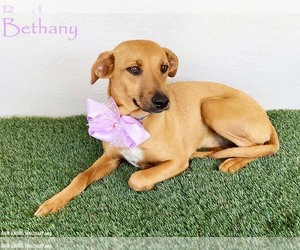 Bethany - Female Black Mouth Cur-Labrador Retriever Mix Dog for Adoption - Photo #7