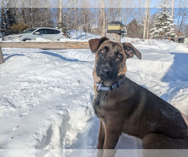 Medium Photo #7 German Shepherd Dog-Unknown Mix Puppy For Sale in Sebec, ME, USA