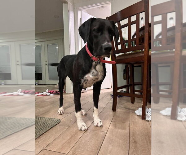 Medium Photo #1 Great Dane-Labrador Retriever Mix Puppy For Sale in Bullard, TX, USA