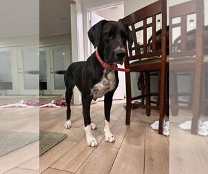 Great Dane-Labrador Retriever Mix Dogs for adoption in Bullard, TX, USA