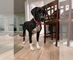 Birdie - Female Great Dane-Labrador Retriever Mix Dog for Adoption - Small photo