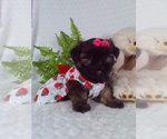 Small #2 Shorkie Tzu
