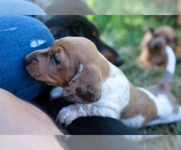 Medium Photo #4 Dachshund Puppy For Sale in NEVADA CITY, CA, USA