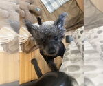 Small #4 Poodle (Miniature)