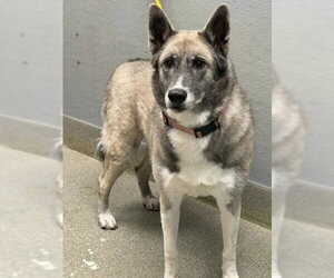 Poodle (Standard)-Unknown Mix Dogs for adoption in Las Vegas, NV, USA