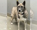 ATHENA - Female Poodle (Standard)-Unknown Mix Dog for Adoption - Small photo