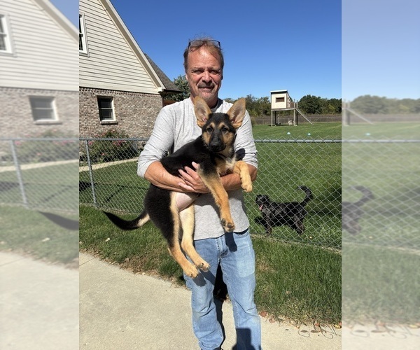 Medium Photo #2 German Shepherd Dog Puppy For Sale in GREENFIELD, IN, USA