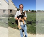 Gladys - Female German Shepherd Dog Puppy for Sale - Photo #2
