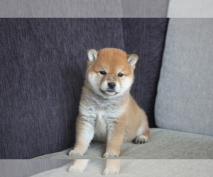 Shiba Inu Puppy for sale in LONG ISLAND CITY, NY, USA