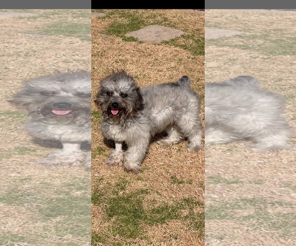 Medium Photo #3 Mutt Puppy For Sale in Dallas, TX, USA