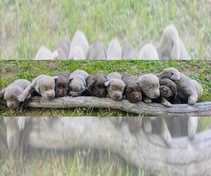 Labrador Retriever Puppy for sale in HOLLADAY, TN, USA