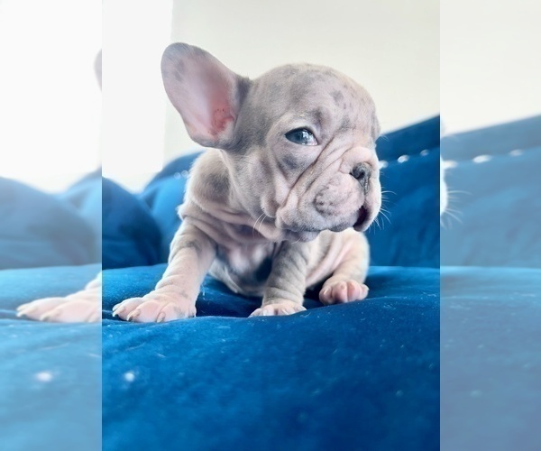 Medium Photo #10 French Bulldog Puppy For Sale in ANCHORAGE, AK, USA