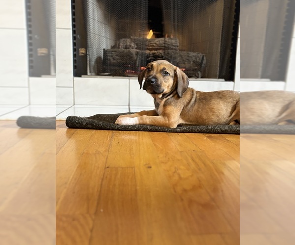 Medium Photo #12 America Bandogge Mastiff Puppy For Sale in SNELLVILLE, GA, USA