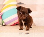 Small #11 Chihuahua