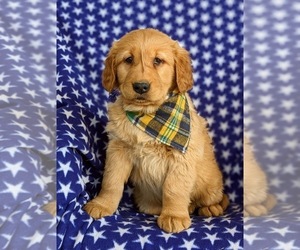 Golden Retriever Puppy for sale in OXFORD, PA, USA