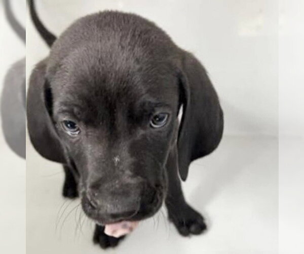 Medium Photo #1 Labbe Puppy For Sale in Houston, TX, USA