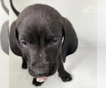 Small Labbe