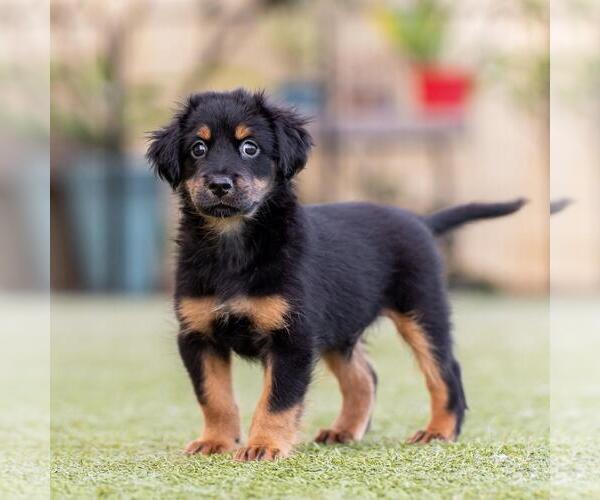 Medium Photo #3 Mutt Puppy For Sale in San Diego, CA, USA