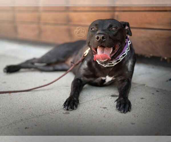 Medium Photo #3 American Pit Bull Terrier-American Staffordshire Terrier Mix Puppy For Sale in Marina Del Rey, CA, USA