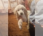Puppy Male 3 Golden Retriever