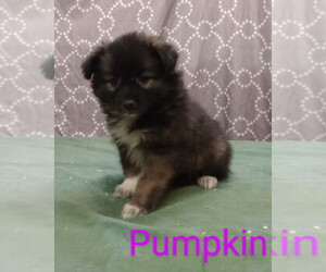 Australian Eskimo Puppy for sale in CAMPBELL, MN, USA