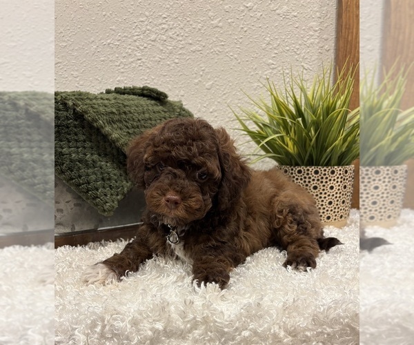 Medium Photo #3 Whoodle (Miniature) Puppy For Sale in DOSS, MO, USA