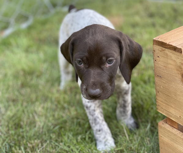 Medium Photo #14 German Shorthaired Pointer Puppy For Sale in DALLAS, OR, USA