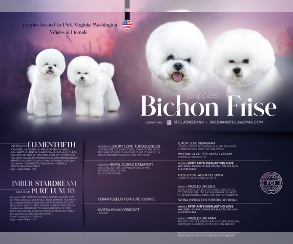 Medium Photo #10 Bichon Frise Puppy For Sale in BRISTOW, VA, USA