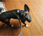 Small #1 Mutt