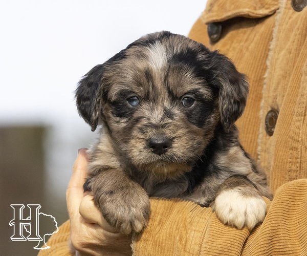 Medium Photo #2 Miniature Australian Shepherd-Poodle (Standard) Mix Puppy For Sale in ELLENBORO, NC, USA