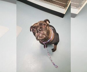 Free-Lance Bulldog Dogs for adoption in London, Ontario, Canada