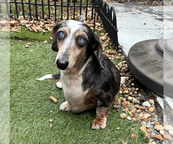 Medium Photo #3 Dachshund Puppy For Sale in Weston, FL, USA