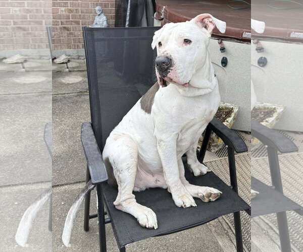 Medium Photo #1 American Pit Bull Terrier-Unknown Mix Puppy For Sale in Germantown, OH, USA