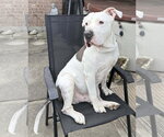 Small American Pit Bull Terrier Mix
