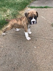 Boxer Puppy for sale in DENVER, CO, USA